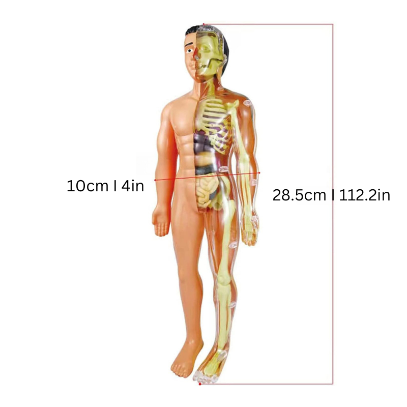 Kids' educational human body science kit, colorful anatomy model toy for STEM development & learning