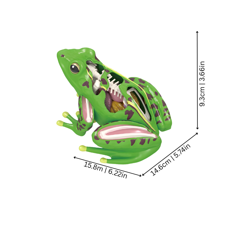 Kids' toy anatomical frog model, perfect for hands-on biology education and STEM