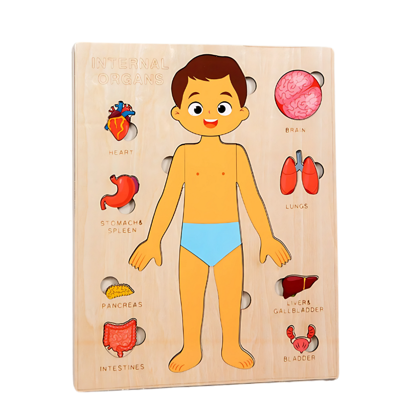 Educational game for cognitive development: kids wooden anatomy puzzle with labeled organ pieces