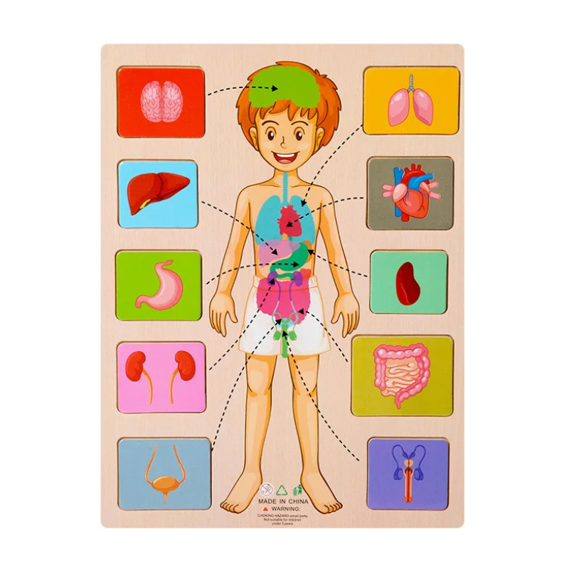 Child's human body wooden puzzle, Montessori educational toy for fine motor & early learning