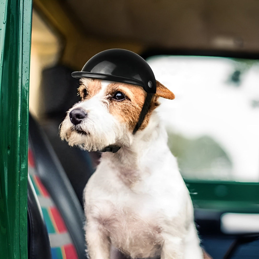 Adventure dog wearing a black motorcycle helmet and matching goggles, ready for a safe ride. Pet safety gear for stylish travel.