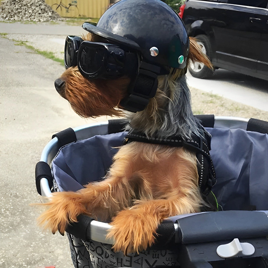 Active dog wearing a protective motorcycle helmet & secure goggles for outdoor adventures. Top pet safety gear.