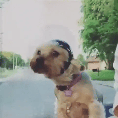 Small dog geared up with a sleek pet motorcycle helmet and goggles, perfect for road trips and dog travel.