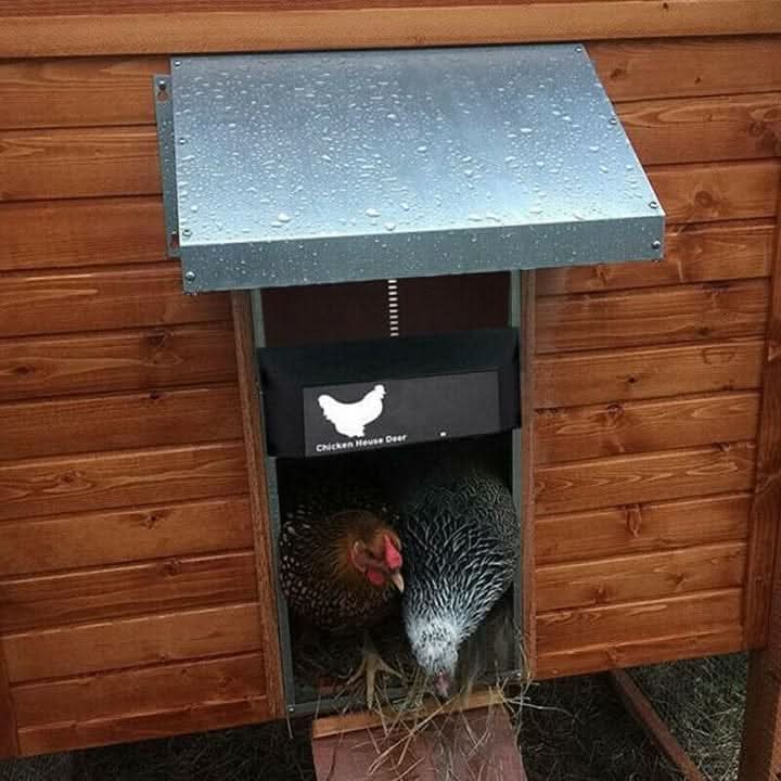 Automatic chicken coop door with daylight sensor, suitable for outdoor poultry care and farm use.
