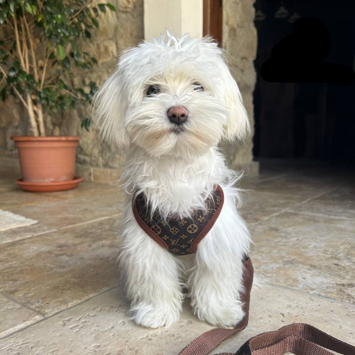 Brown no-pull dog harness and leash set. Comfortable, adjustable pet vest for small to medium dogs.
