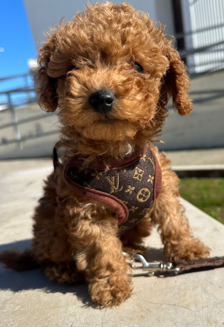 Small dog wearing a brown no-pull pet vest harness & leash set, designed for comfortable, secure walks.