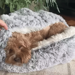 Dog haven: A cozy pet cave calming dog bed for deep relaxation & anxiety relief. Perfect for sleep.
