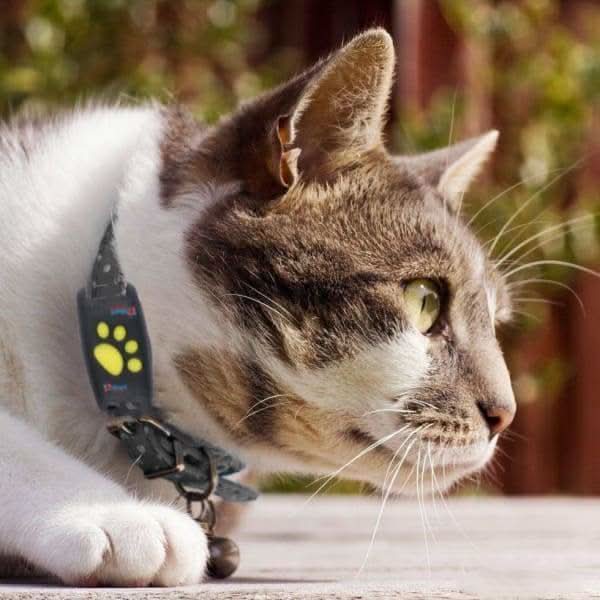 Cat locator GPS tracker with no monthly fees, real-time tracking for ultimate pet safety & security.