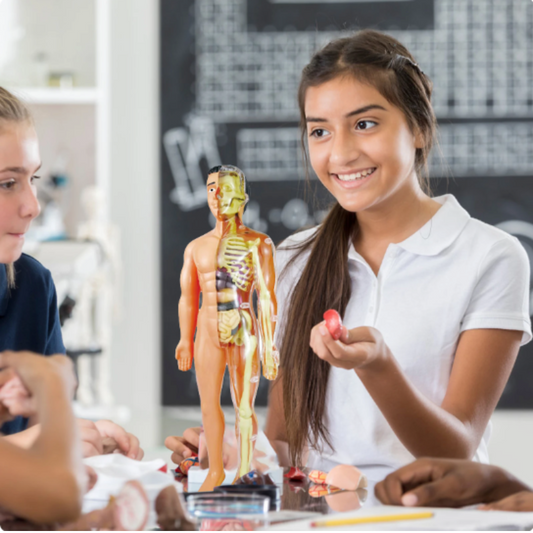 Children's human anatomy model kit for STEM learning, showing organs & skeleton for child development