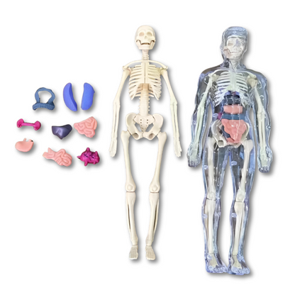 Kids' educational 3D human anatomy puzzle showing internal organs for science learning