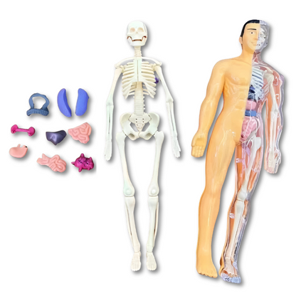 Various colorful pieces of a 3D anatomy puzzle, a fun and interactive STEM learning toy