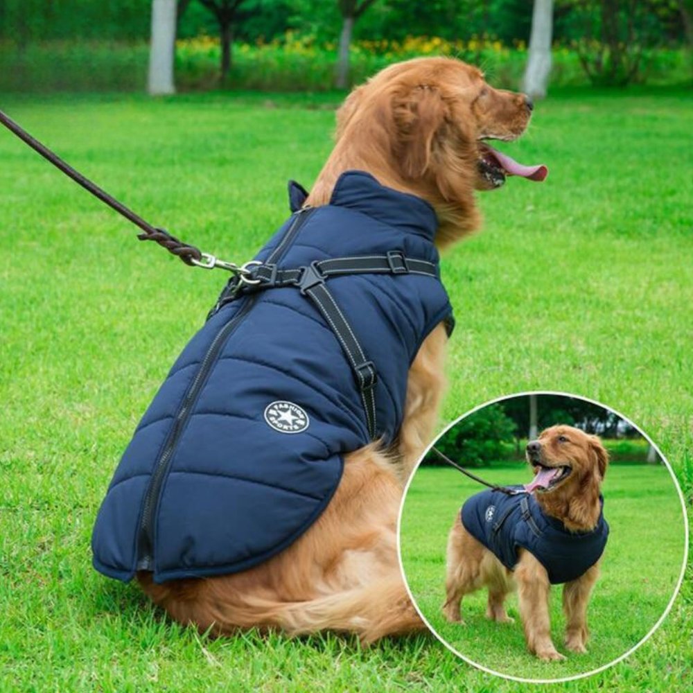 DryPaw waterproof dog coat with integrated harness for winter walks.