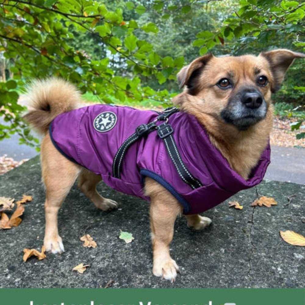 Durable DryPaw dog winter coat with integrated harness for secure cold weather walks.