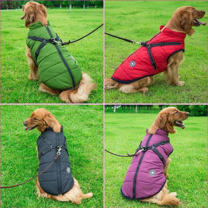 Active dog wearing a DryPaw waterproof winter coat & integrated harness for outdoor adventures.