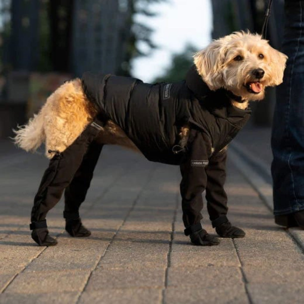 Dogs' Outdoor Paw Protection Boots, durable and waterproof pet accessories for active dogs' adventures.