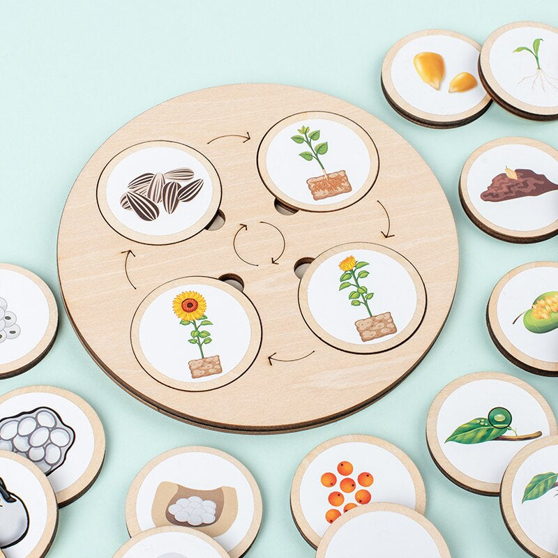 Educational wooden life cycle puzzle for kids, vibrant colors, illustrating a butterfly's transformation.