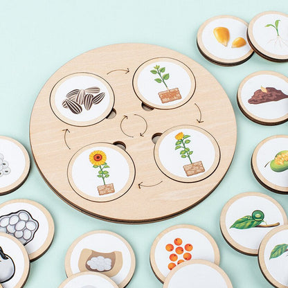 Educational wooden life cycle puzzle for kids, vibrant colors, illustrating a butterfly's transformation.