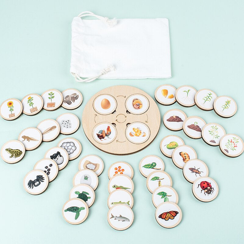 Complete set of educational wooden life cycle puzzles, multiple animal cycles, for kids learning & development.