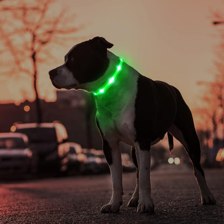 Integrated AirTag dog collar with bright LED light for pet safety, waterproof design, and secure tracker holder.