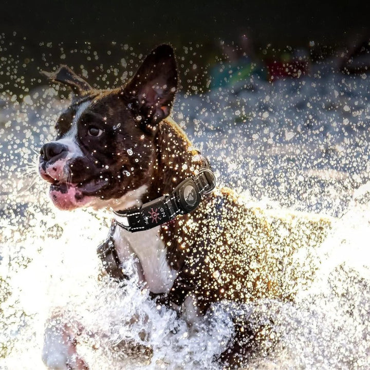 Close-up of a black waterproof AirTag dog collar, securely holding an Apple AirTag for pet tracking and safety.