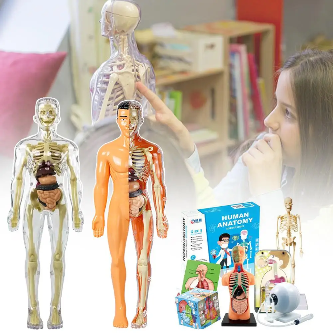Interactive human body anatomy model kit for kids, showcasing organs and skeleton structure for educational play.