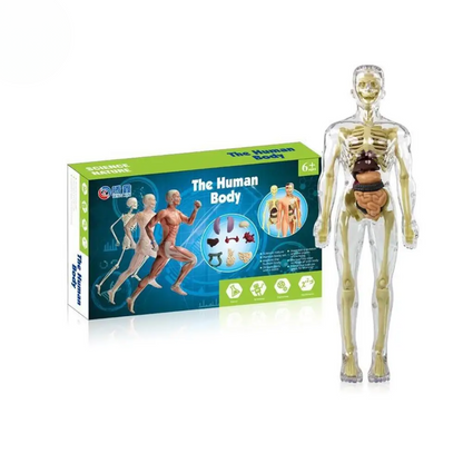 Kids' educational anatomy kit, featuring colorful, detachable organs and bones for hands-on learning.