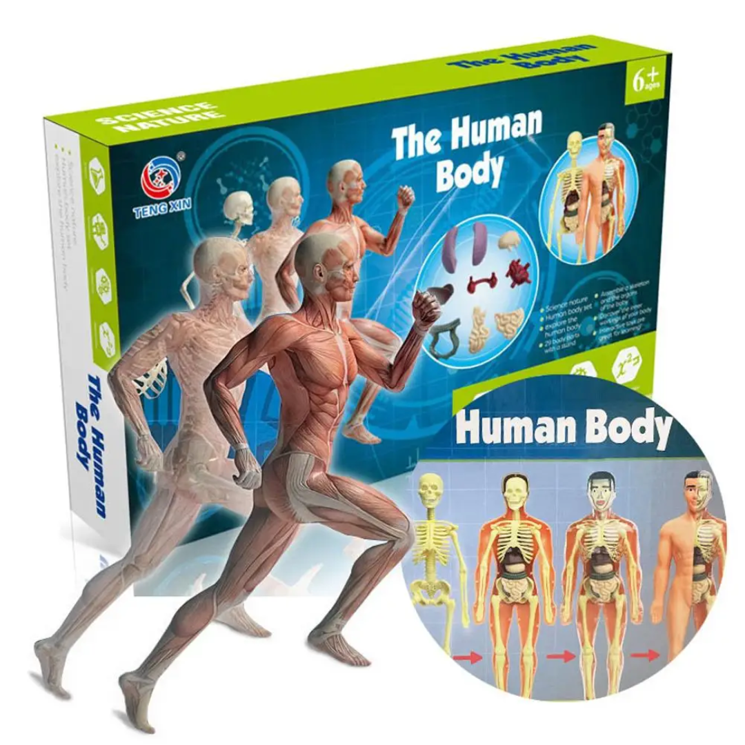 Science learning toy: detailed human body anatomy model with removable parts, perfect for curious children.