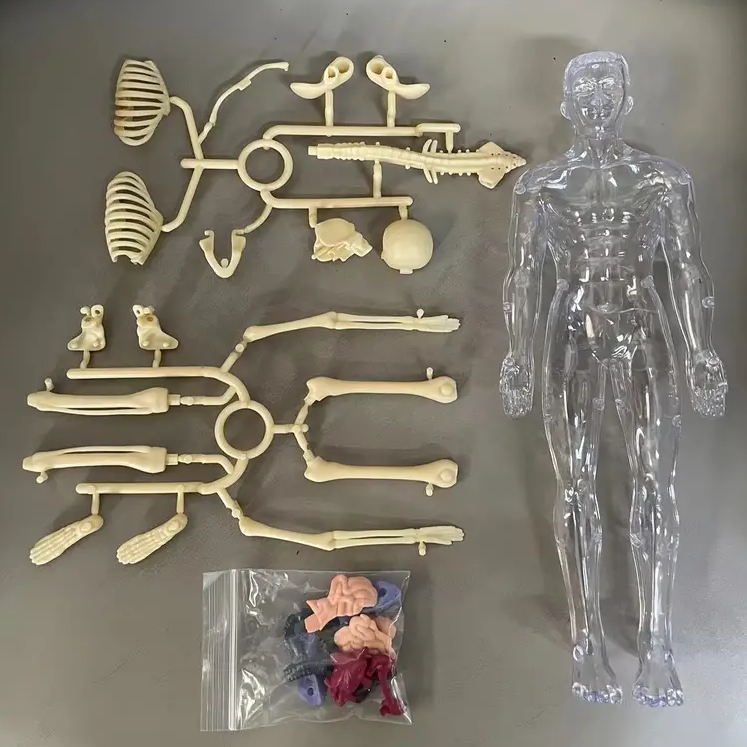 Child assembling an interactive human body model, learning about the skeleton and organs in a fun way.