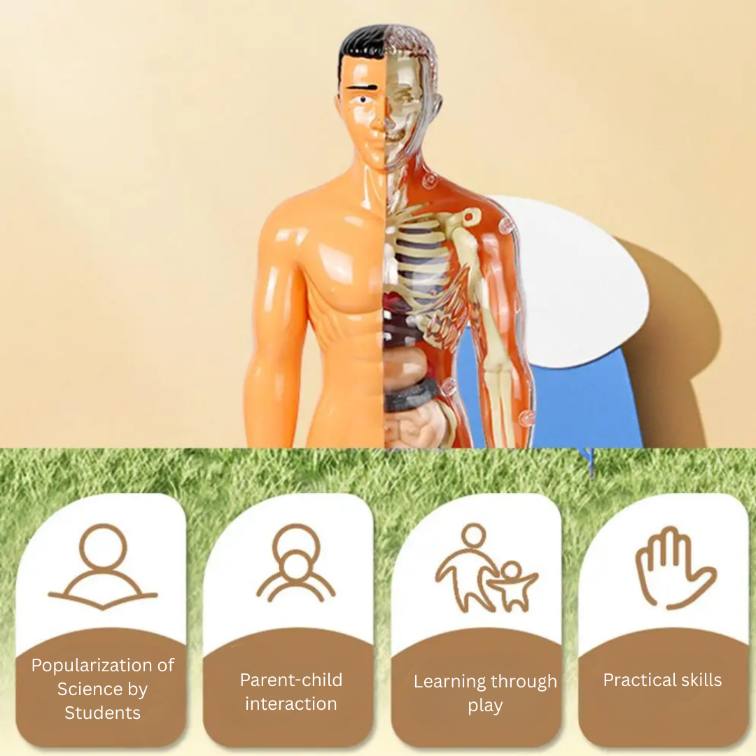 Close-up of the human body anatomy kit, highlighting the intricate details of a heart model for kids' discovery.