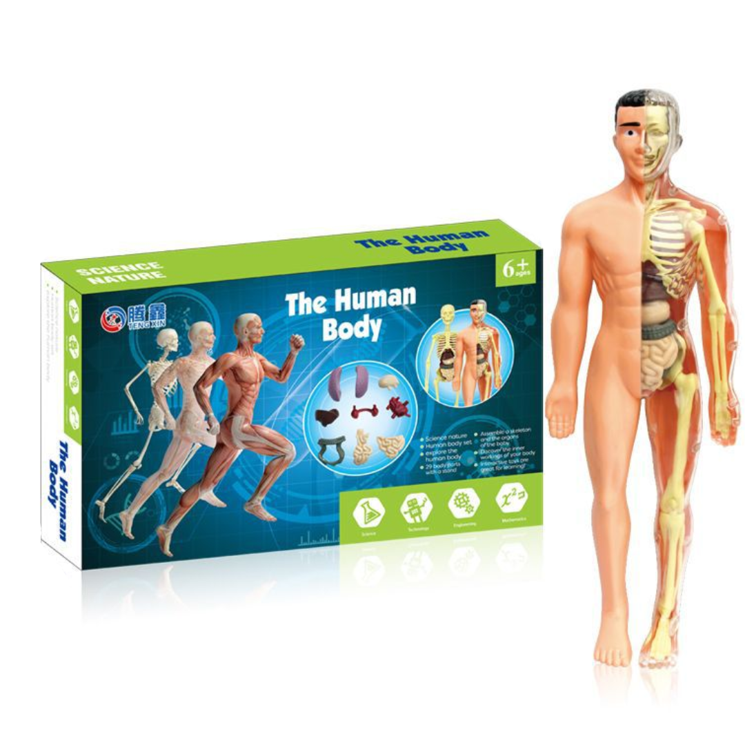 Educational toy: a complete human body anatomy model kit with various organs, designed for young scientists.