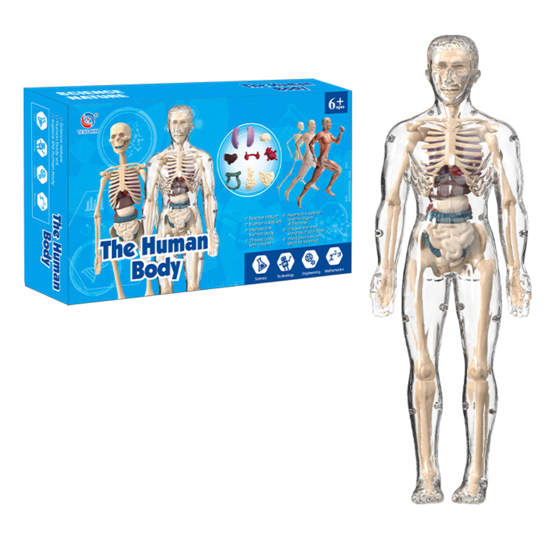 Vibrant human body anatomy kit, an engaging science toy for kids to explore and understand the body's systems.