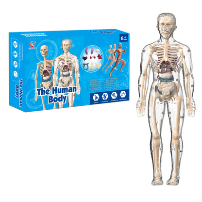 Vibrant human body anatomy kit, an engaging science toy for kids to explore and understand the body's systems.
