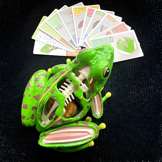 Interactive kids' educational frog anatomy model for biology and STEM learning