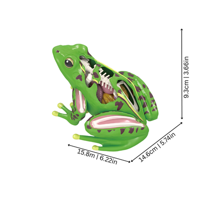 Kids' toy anatomical frog model, perfect for hands-on biology education and STEM