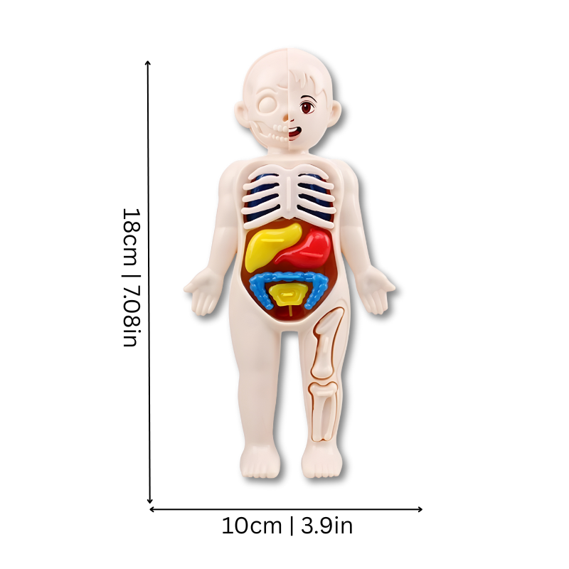 Interactive STEM human body model for kids, showing bones and organs for educational playtime.