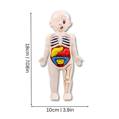 Interactive STEM human body model for kids, showing bones and organs for educational playtime.