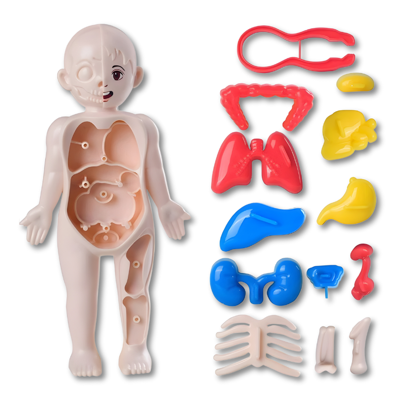 Developmental anatomy kit for kids, a hands-on learning toy to explore the human body's complexity.