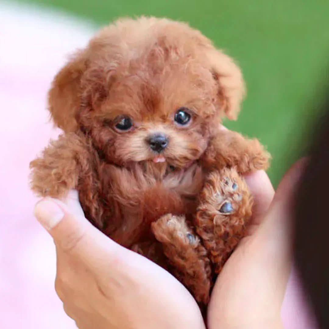 Soft & cuddly plush dog toy, a comforting stuffed animal for kids' imaginative play & bedtime snuggles.