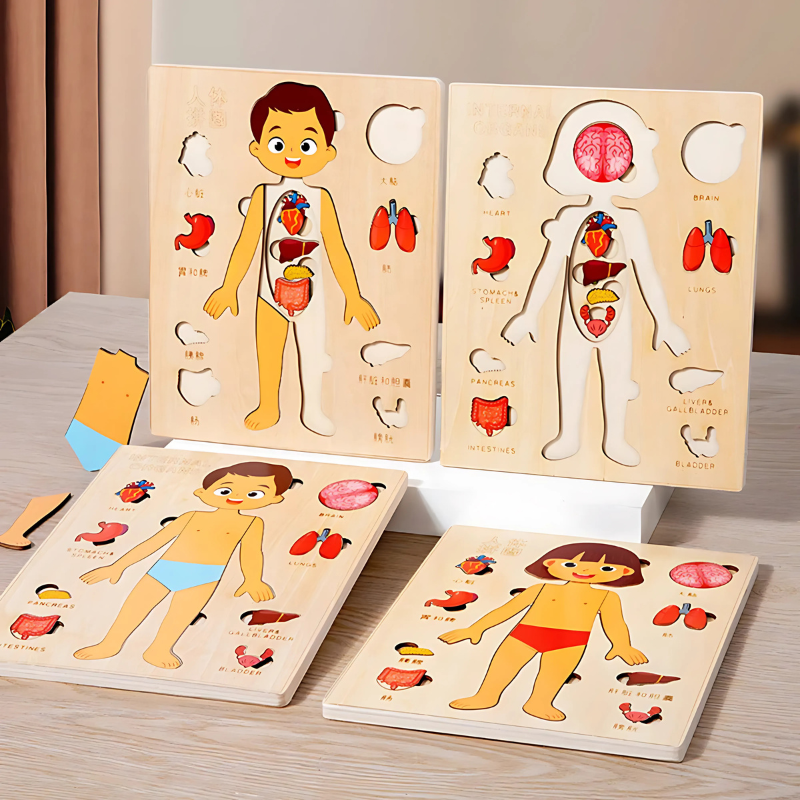 Kids wooden human anatomy puzzle, educational body organ toy, early learning STEM game