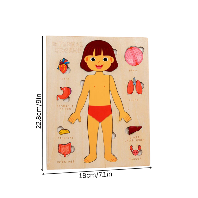Close-up of a child's hands assembling a wooden human anatomy puzzle, showing body organs