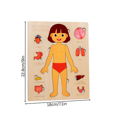 Close-up of a child's hands assembling a wooden human anatomy puzzle, showing body organs