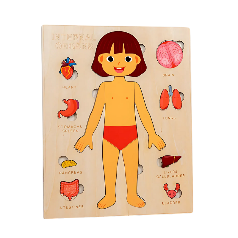 Preschool learning toy: colorful wooden human anatomy puzzle depicting internal body parts