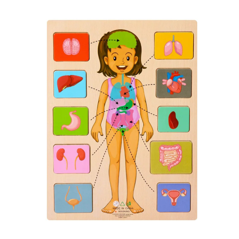 Preschool wooden human body puzzle, Montessori learning toy for fine motor and anatomy