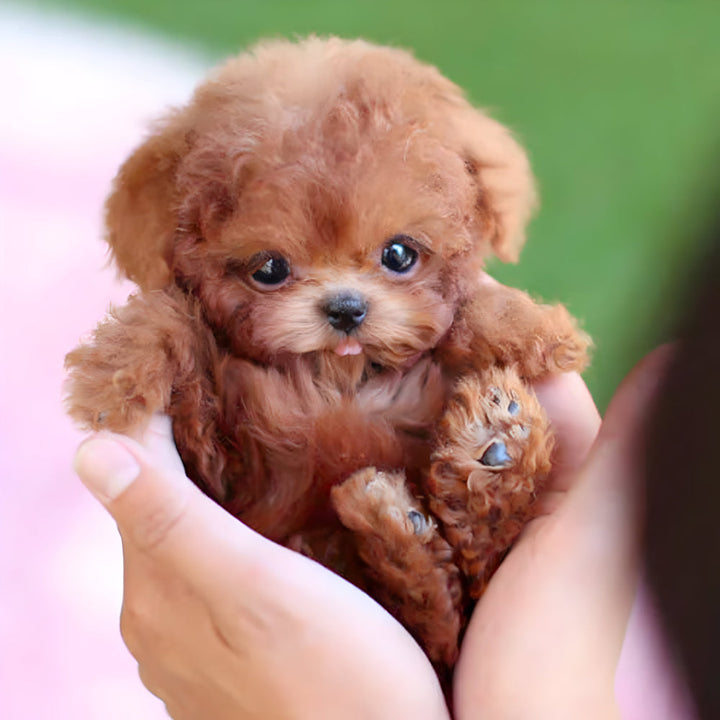 Realistic interactive puppy robot toy for kids, an electronic pet that walks, barks & wags its tail.
