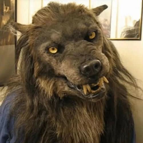 Realistic werewolf mask for Halloween costume or cosplay, featuring detailed fur and teeth.