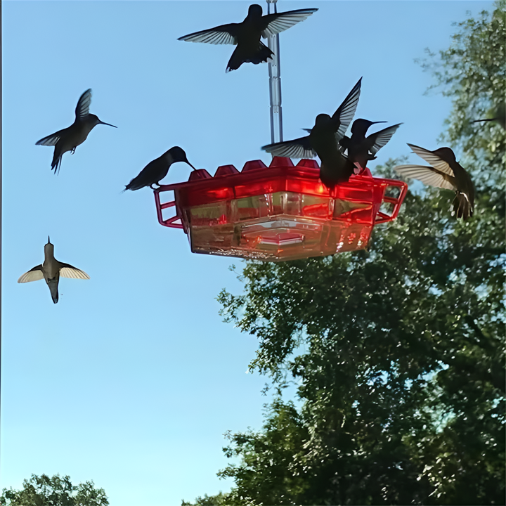 Clear glass hummingbird feeder, red base. Nectar feeder with ant moat & bee guard for garden wildlife.