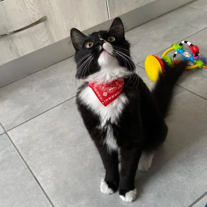 Vibrant pattern cat bandana collar, a unique feline accessory for stylish pet fashion.