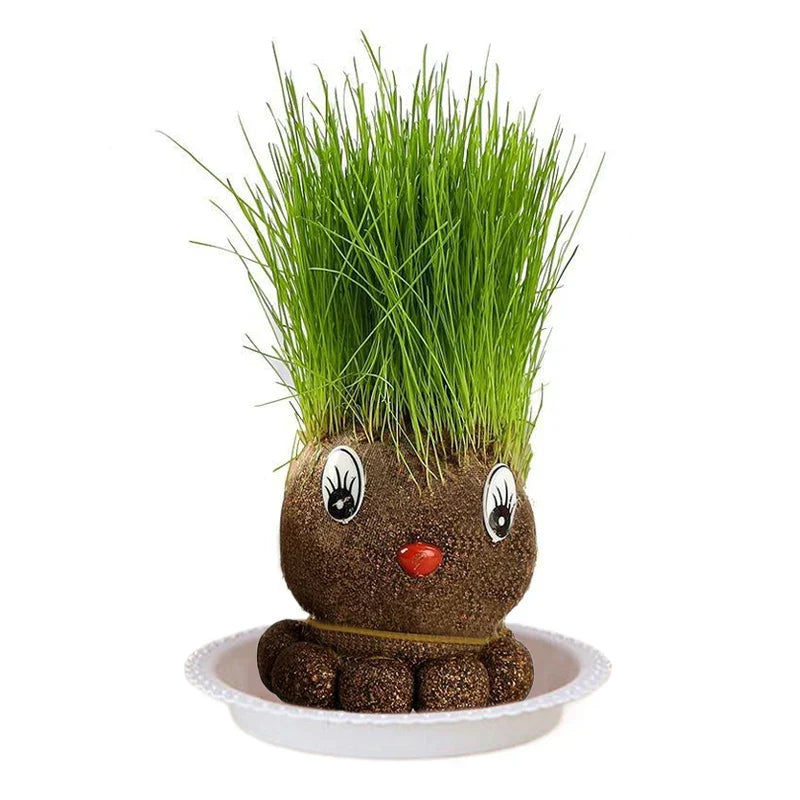 Series of photos showing the growth stages of a Grass Head plant, from seeds to full greenery