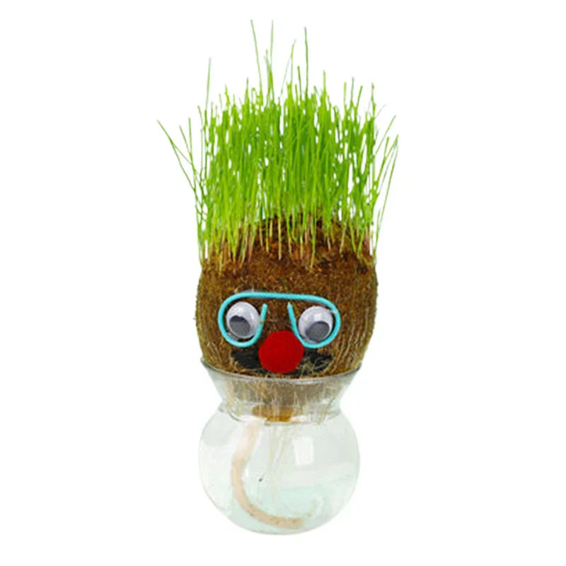 Unisex Grass Head with long green sprouts, demonstrating successful growth and air purification